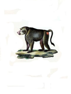 Mammals
