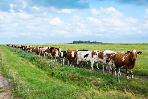 A herd of cows on the island of Terschelling being driven out of the pasture for milking