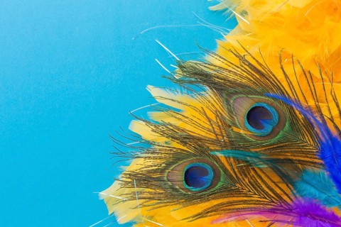Elegant peacock feathers with close up