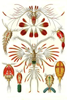 Copepods