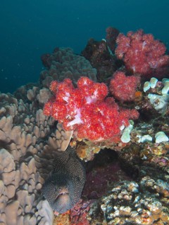 Turkey moray