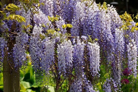 Japanese blue vine