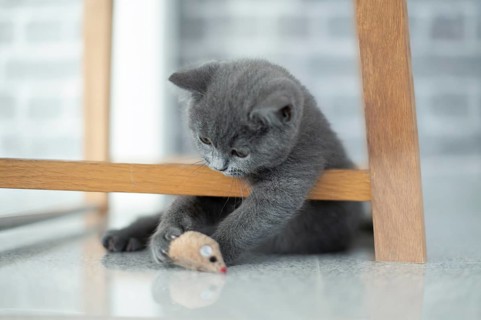British Shorthair male
