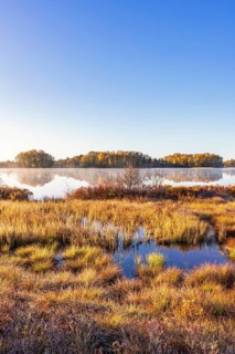 Lakeshore at a wetland by a mirror-like lake on an autumn day