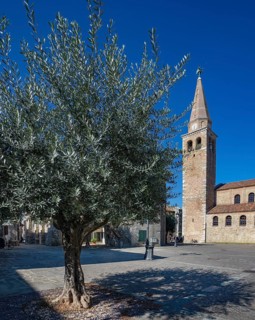 Olive trees at Campo Patriarca Elia with Basilica Sant Eufemia