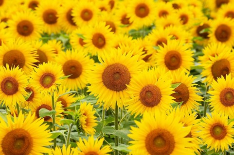 Sunflowers