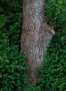 Tree trunk of an old lime tree