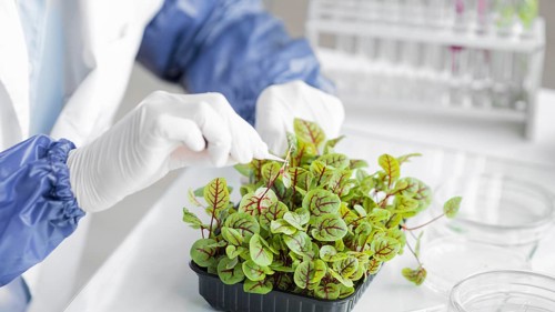 Researcher with plant biotechnology laboratory