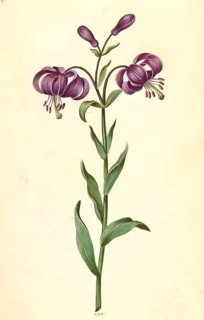 Martagon lily