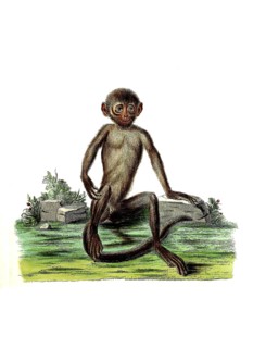 Mammals