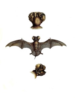 Mammals