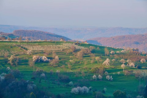 Orchard meadow
