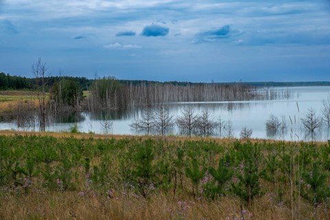 Trees planted for the recultivation of Lake Senftenberg