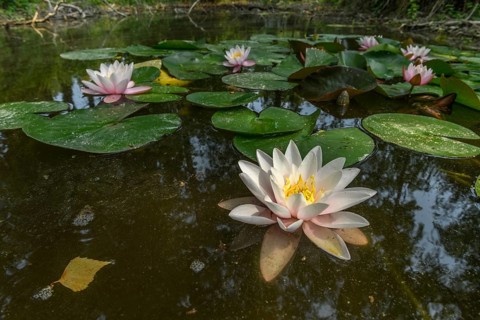 Water lily blooming in a pond. Bas-Rhin
