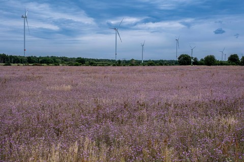 Wind turbines behind a field of harebells