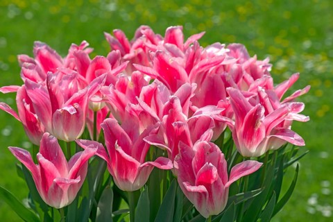Tulips