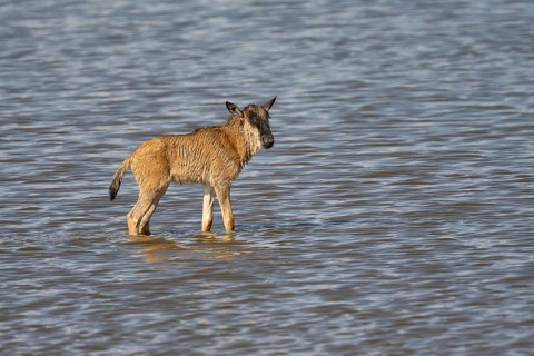 Wildebeest
