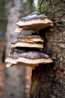 Red banded polypore