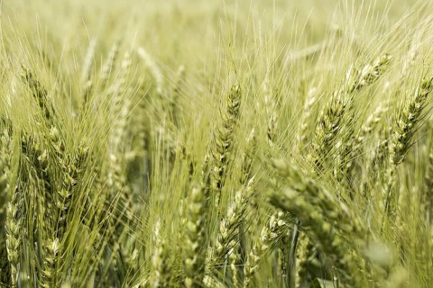 Front view wheat field