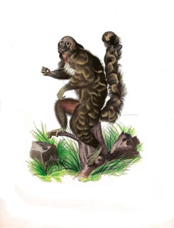Mammals