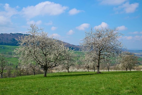 Cherry trees