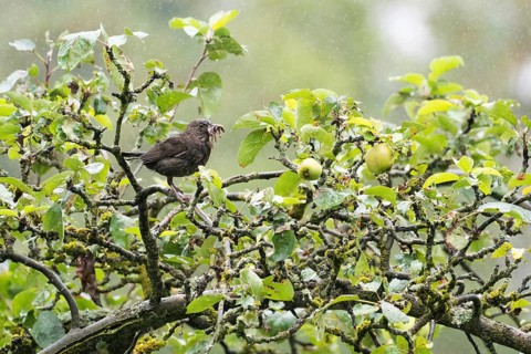 Blackbird