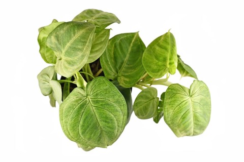 Top view of tropical 'Syngonium Macrophyllum Frosted Heart' houseplant isolated on white background