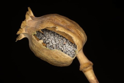 Broken capsule filled with the seeds of the opium poppy