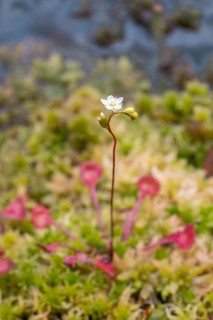 Common sundew