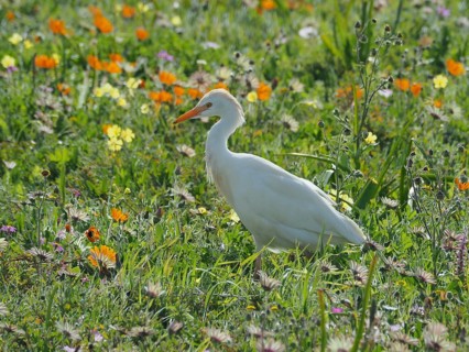 Yellow-billed egret