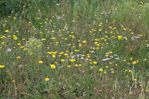 Wildflower meadow with hawkweed
