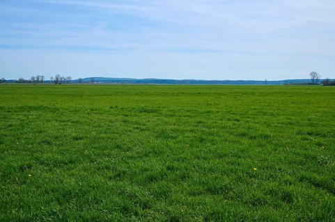 Meadow landscape