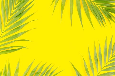 Frame green palm leaves