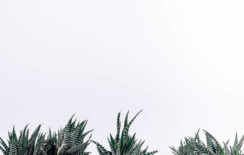 View small zebra cactus plants
