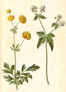Tall buttercup