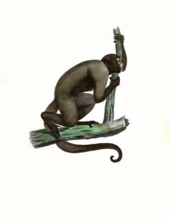 Mammals