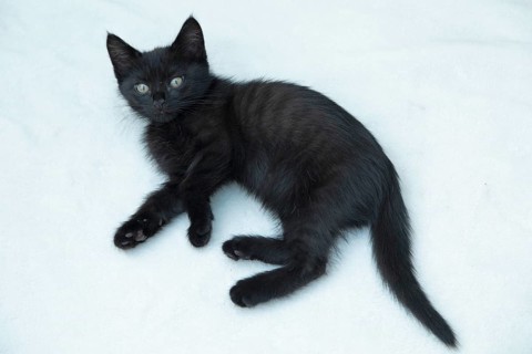 Nine-week-old black kitten lying on floor