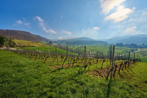 Vineyard