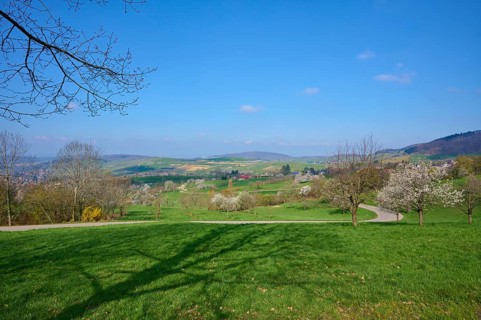 Orchard meadow