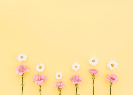 Carnations daisies