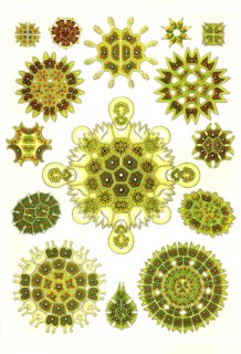 Melethallia
