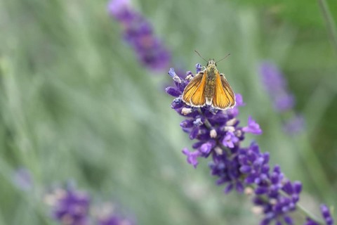 Large skipper