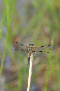 Four-spotted chaser