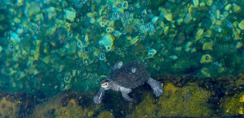 Turtle in the water
