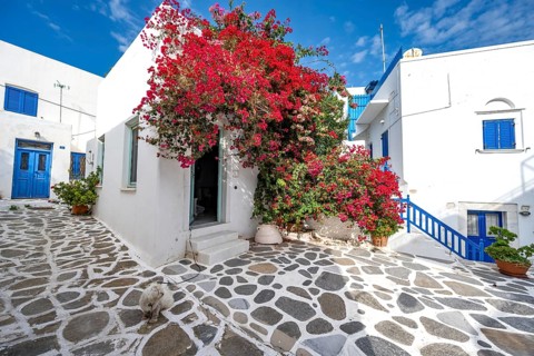 White Cycladic houses with red bougainvillea