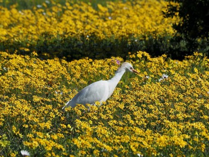 Yellow-billed egret