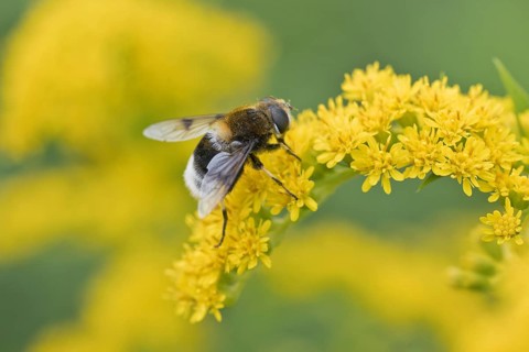 Bumblebee wedgewing