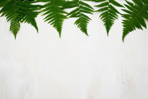 Flat lay fern leaves with copy space