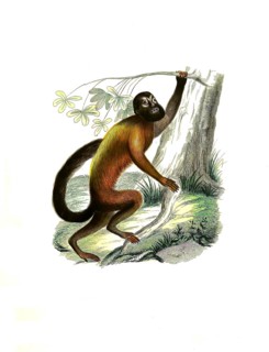 Mammals