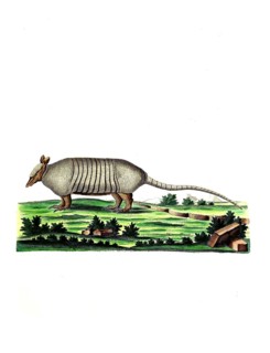 Mammals